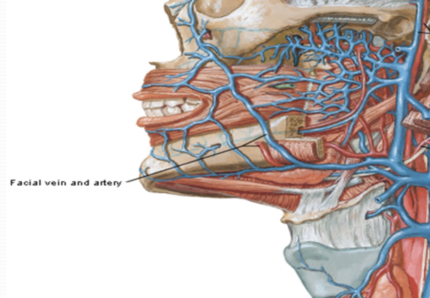 <p>What is the course of the Facial vein? What does it drain?</p>