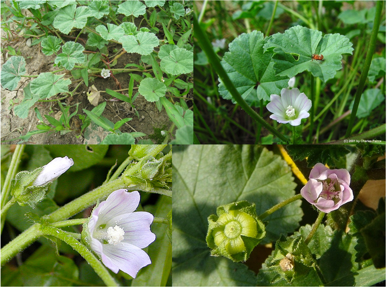 <p>(capsule, similar to hibiscus but so small)</p>