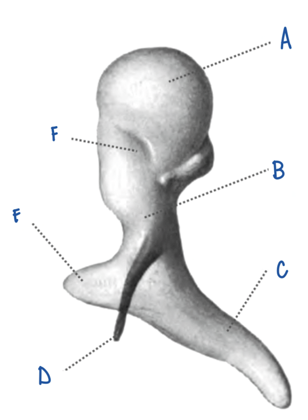 <p>What part of the Malleus is labeled F?</p>