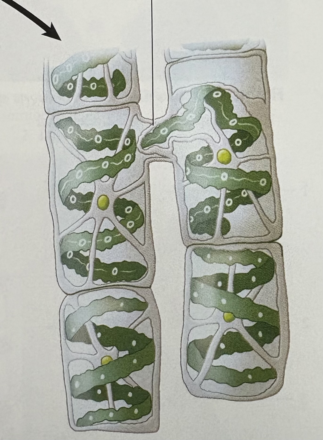 <p>What phylum and line point to </p>
