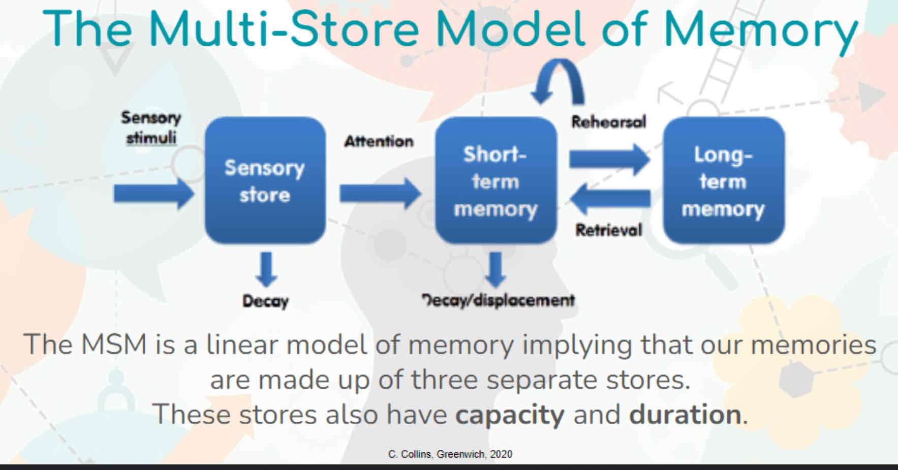 <ul><li><p>Shows that there are 3 unitary stores for memory; sensory register, STM and LTM.</p></li><li><p>environmental input transfers info into your sensory register. The capacity of the sensory register is very large, the duration is 2.5-2s and the coding is modality specific. Paying attention transfers info into your STM. The capacity of STM is 7 +/- 2 items, the duration is 15-30s and the coding is acoustic. info can be retained in STM by maintenance rehearsal. Info is transferred to LTM by prolonged rehearsal. Info in LTM is retrieved from STM. The capacity of LTM is unlimited, the duration is unlimited and the coding is semantic</p></li></ul>