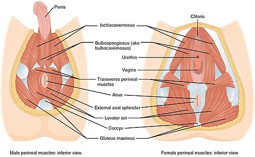 <p><strong>Pelvic Floor</strong></p><p>-_____________ structure </p><p>-Separates the pelvic cavity from __________</p>