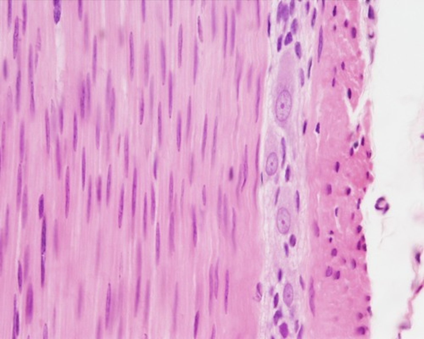 <p>Identify the tissue.</p>