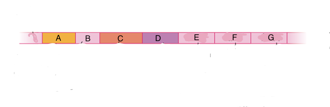 <p>which parts of this belong to the lac operon?</p>