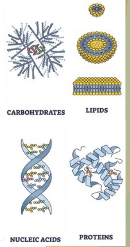 <p>What are the 4 categories of biomolecules?</p>