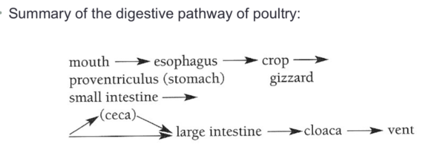 <p>Mouth→ esophagus→ crop → proventriculus (stomach) → gizzard → small intestine → (ceca) → large intestine→ cloaca → vent</p>