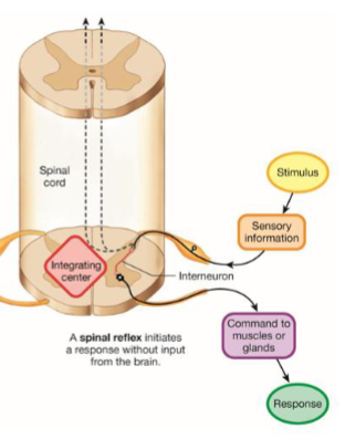 <ul><li><p>Afferent (sensory) fibers that evoke these reflexes enter the spinal cord and activate spinal motoneurons directly or through a chain or one or more spinal interneurons. </p></li><li><p>In addition, spinal interneurons may route sensory information to the brain through ascending tracts. </p></li></ul><p></p>
