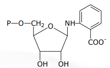 <p>[SHIKIMIC ACID PATHWAY] In tryptophan biosynthesis (Long version) what are the intermediates of step 3</p>
