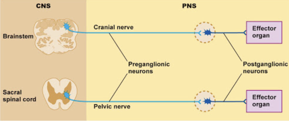 <ul><li><p>the cell bodies of the preganglionic neurons are in the brainstem or spinal cord of the CNS</p></li><li><p>the cell bodies of the postganglionic neurons are in the ganglia</p></li></ul><p></p>