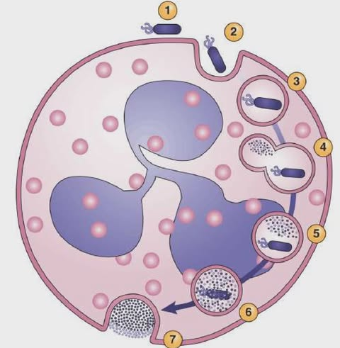 <ol><li><p><span style="color: red;">Adherence</span>: physical contact b/n WBC and Ag, aided by opsonins</p></li><li><p><span style="color: red;">Engulfment</span>: outflowing of cytoplasm to surround microorganism</p></li><li><p><span style="color: red;">Formation of phagosome</span></p></li><li><p><span style="color: red;">Granule Contact</span>: fusion of lysosomal granules w/ phagosome</p></li><li><p><span style="color: red;">Formation of phagolysosome</span> w/ release of lysosomal contents</p></li><li><p><span style="color: red;">Digestion of microorganisms by hydrolytic enzymes</span></p></li><li><p><span style="color: red;">Excretion</span>: release of debris to outside of cell by exocytosis</p></li></ol><p></p>