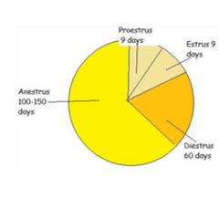 <p>Which vaginal epithelial cell is seen only in estrus?</p>