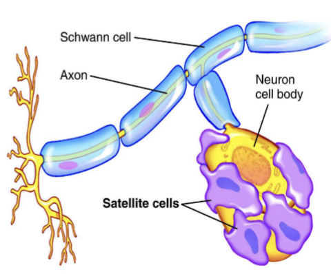 <p>Satellite Cells </p>
