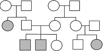 <p>The disorder shown on the pedigree is<strong> Maple Syrup Urine Disease (MSUD)</strong> which is a metabolic disorder that affects the body’s ability to process certain proteins. It was named after a distinctive odor of a baby’s urine. What is the inheritance pattern of this gene?</p>