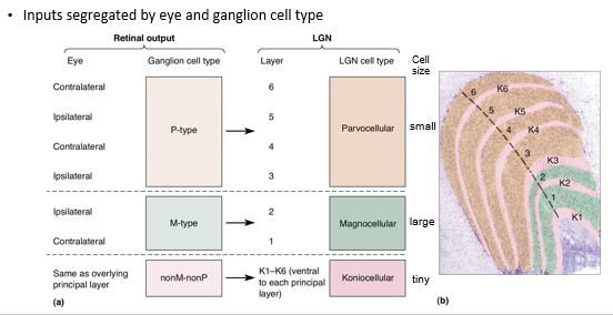 <ul><li><p>The optic tract is surrounded by LGN layers, labeled ventral (1) to dorsal (6)</p></li><li><p>Inputs to the LGN are segregated by eye and cell type</p><ul><li><p>P-type RGCs → Parvocellular LGN cells (layers III to VI)</p></li><li><p>M-type RGCs → Magnocellular LGN cells (layers I and II)</p></li><li><p>nonM-nonP RGCs → Koniocellular LGN cells (in between LGN cell layer)</p></li></ul></li></ul>