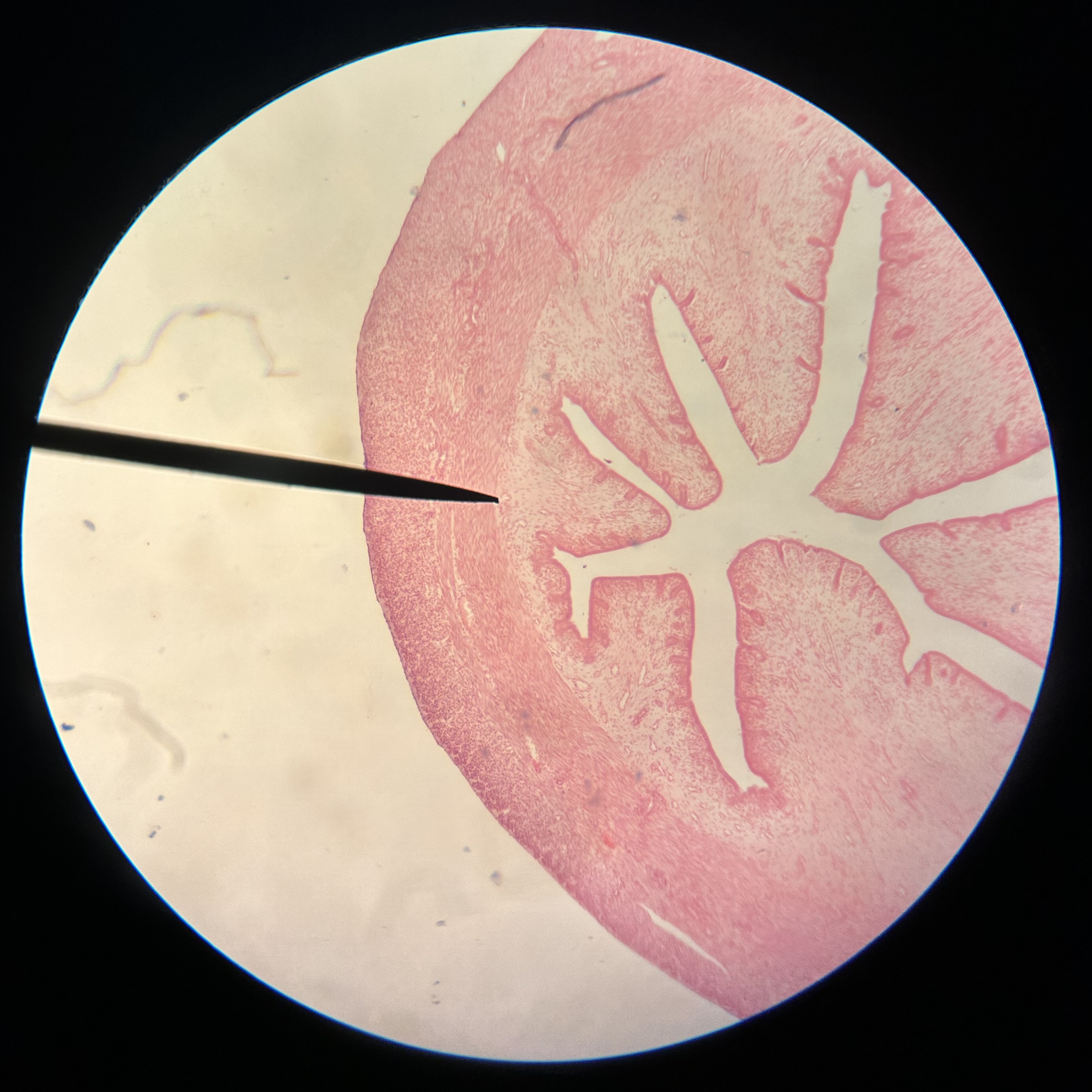 <p>What structure is shown?</p>