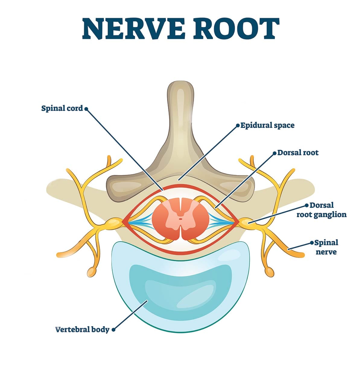 <p>Dorsal Root Ganglion (DRG)</p>
