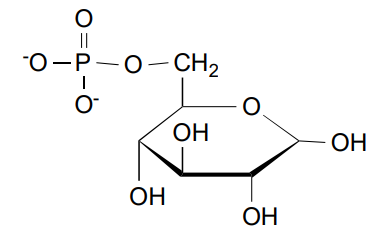 <p>Glucose-6-Phosphate</p>