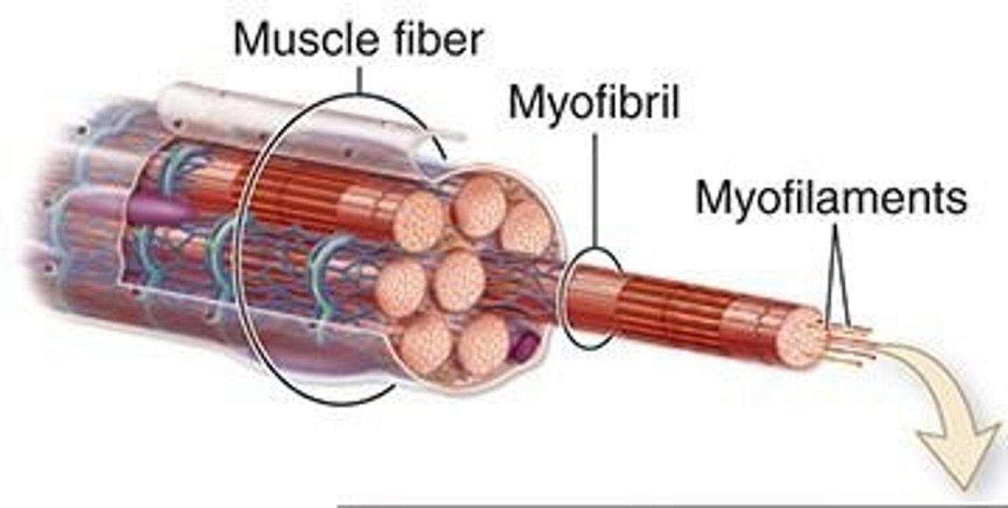 <p>What two myofilaments make up myofibrils?</p>