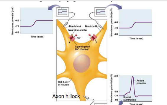 <p>Spatial summation</p>