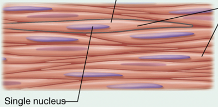 What kind of muscle tissue is this? 
