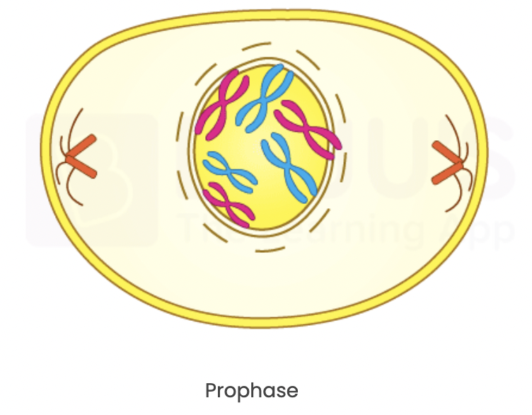 <p>-<strong>chromosomes condense</strong></p><p><strong>-nuclear membrane breaks</strong></p><p><strong>P = <mark data-color="#fcffe3" style="background-color: rgb(252, 255, 227); color: inherit;">PREPARE</mark></strong></p>