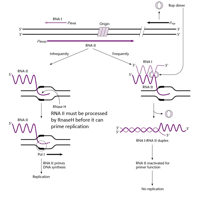 <p>Replication of the ColE1 plasmid depends on its copy number in the cell, as well as on two RNA molecules (<strong>RNA I</strong> and <strong>RNA II</strong>) produced from the plasmid's origin of replication, and on the Rop dimer, synthetised by the plasmid:</p><ol><li><p><strong><u>At low copy number, RNA II is synthetised to initiate replication of the plasmid:</u></strong></p><ul><li><p><span style="color: red"><strong>RNA II</strong></span> is transcribed from the plasmid near the origin of replication.</p></li><li><p>It hybridizes to a complementary sequence in the origin and forms an RNA-DNA hybrid.</p></li><li><p>This hybrid structure is recognized and processed by <span style="color: red"><strong>RNase H</strong></span>, which cleaves RNA II to produce a free 3′-OH end.</p></li><li><p>This 3′-OH end acts as a primer for <span style="color: red"><strong>DNA polymerase I</strong></span>, which initiates DNA synthesis and starts plasmid replication.</p></li></ul></li><li><p><strong><u>At high copy number, replication by RNA II is repressed by RNA I:</u></strong></p><ul><li><p>More <span style="color: red"><strong>RNA I</strong></span> is synthetised.</p></li><li><p>RNA I binds to RNA II, which prevents RNA II from binding to DNA and start replication.</p></li><li><p>Production of the Rop protein increases the binding affinity between RNA I and RNA II, thus reducing the chances that RNA II can start replication.</p></li></ul></li></ol><p><span style="color: red"><strong>Replication of ColE1 does not require translation, as the replication is done by RNA molecules directly.</strong></span></p>