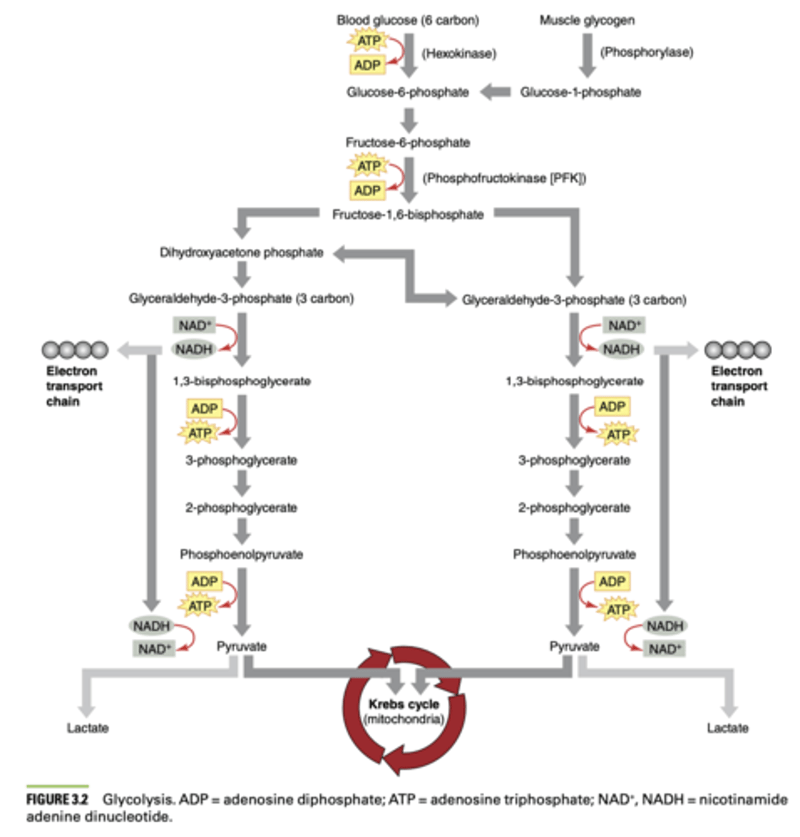 <p>- Uses the breakdown of carbohydrate to resynthesize ATP</p><p>- Involves multiple reactions - slower than phosphagen system</p><p>- Higher capacity to produce ATP</p><p>- End result is pyruvate which can be converted to lactate or shuttled to mitochondria to undergo the Kreb’s cycle</p><p>- Controlled by the concentrations of ADP, Pi, and ammonia - all signs of need for ATP</p><p>- Rate-limiting step in glycolysis is the PFK reaction - which is allosterically inhibited by the presence of ATP</p>