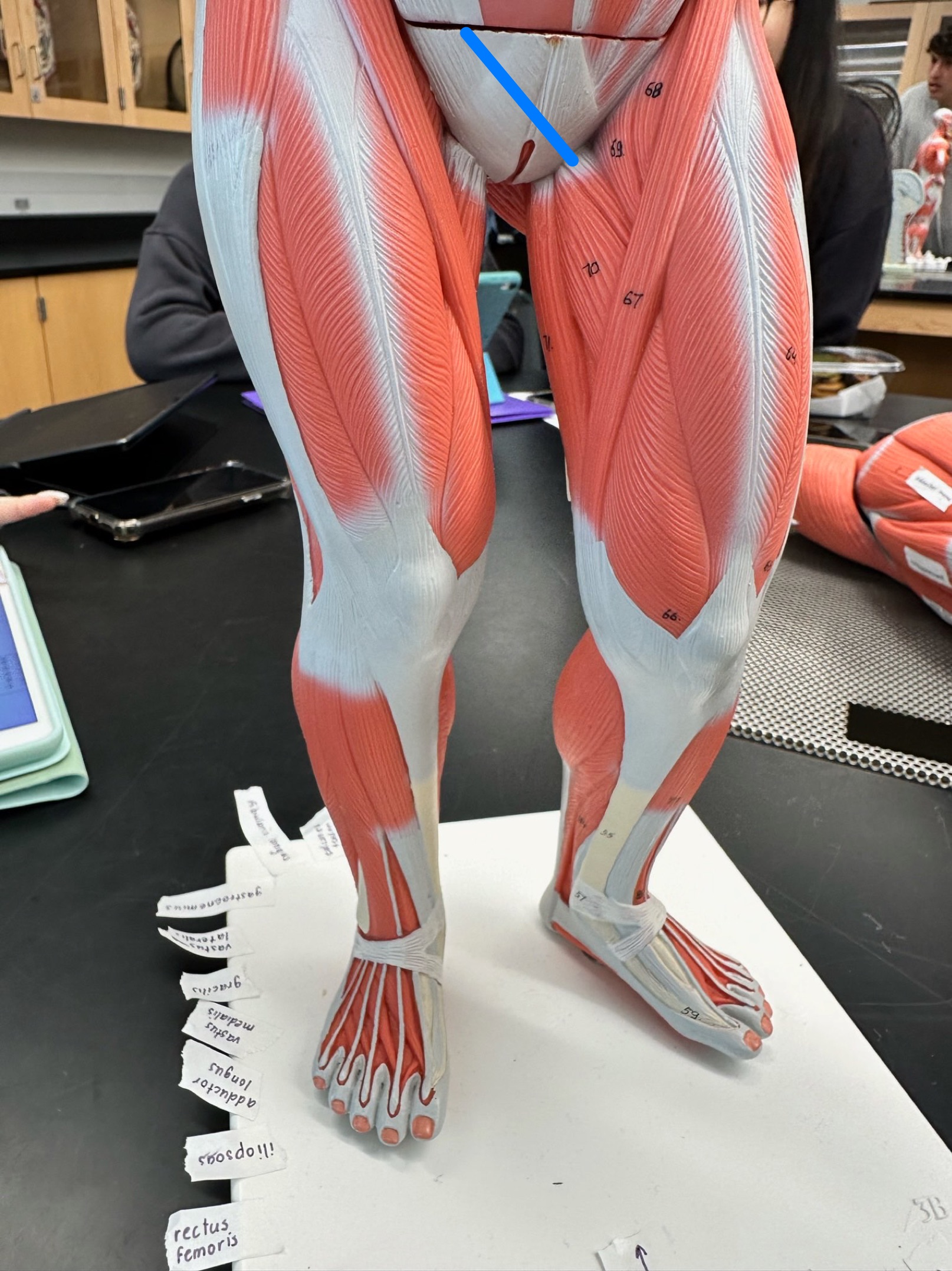 <p>ID muscle</p>