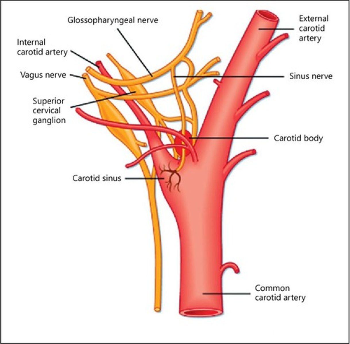 <p>Muscles of the larynx, soft palate, and provides parasympathetic functions to thoracic and abdominal organs.</p>