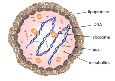 <p>Mycoplasma. A sua membrana plasmática contém esteróis que conferem rigidez à membrana.</p>