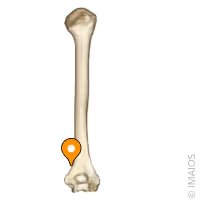 <p>name this bone or bone marking</p>