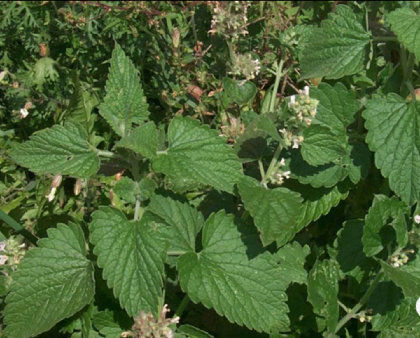 <ul><li><p>net-veined, serrate</p></li></ul><p>Species</p>