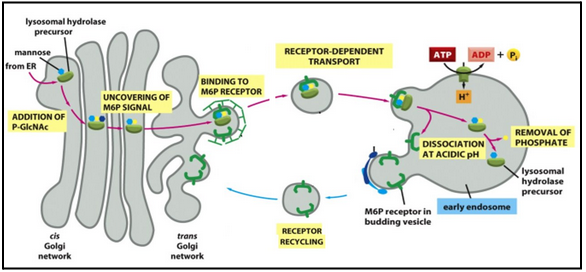 <ul><li><p><span style="background-color: transparent; font-family: "Times New Roman", serif;"><span>Lysosome resident proteins&nbsp;</span></span></p><ul><li><p><span style="background-color: transparent; font-family: "Times New Roman", serif;"><span>The M6P signal (mannose-6 phosphate)</span></span></p></li></ul></li><li><p><span style="background-color: transparent; font-family: "Times New Roman", serif;"><span>The M6P-tagged hydrolase binds to the receptor in the Golgi​</span></span></p></li><li><p><span style="background-color: transparent; font-family: "Times New Roman", serif;"><span>Release of hydrolase from the receptor occurs at low pH in the lysosome.​</span></span></p></li><li><p><span style="background-color: transparent; font-family: "Times New Roman", serif;"><span>An acid phosphatase destroys M6P, so that hydrolase remains in the lysosome.​</span></span></p></li><li><p><span style="background-color: transparent; font-family: "Times New Roman", serif;"><span>M6P receptors are retrieved into coated transport vesicles.​</span></span></p></li></ul><p></p>