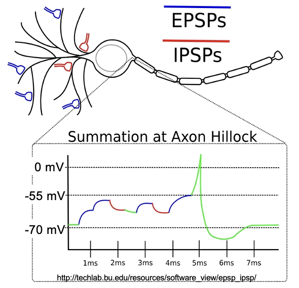 <p>These neurotransmitters excite or inhibit depolarization of neurons.</p><ul><li><p>Much synaptic/neuron signaling occurs via GPCRs</p></li><li><p>Neurons receive inputs from 1000s of other neurons</p></li><li><p>Each neuron integrate signals over times resulting in an Action Potentials or not.</p></li></ul><p></p>