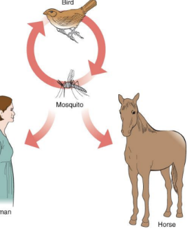 <p>Caused by arthropod-borne viruses that belong to several families</p><p>transmitted by mosquito bites; mosquitoes transmit virus from infected birds to humans.</p><p>ex: West Nile virus, Eastern/Western equine encephalitis viruses.</p><p>-Fever, headache, confusion, seizures, paralysis, or coma.</p><p>Those who recover may have paralysis and mental disorders</p><p>No treatment or vaccine but can be prevented by Mosquito control, protective clothing, repellent</p><p></p>