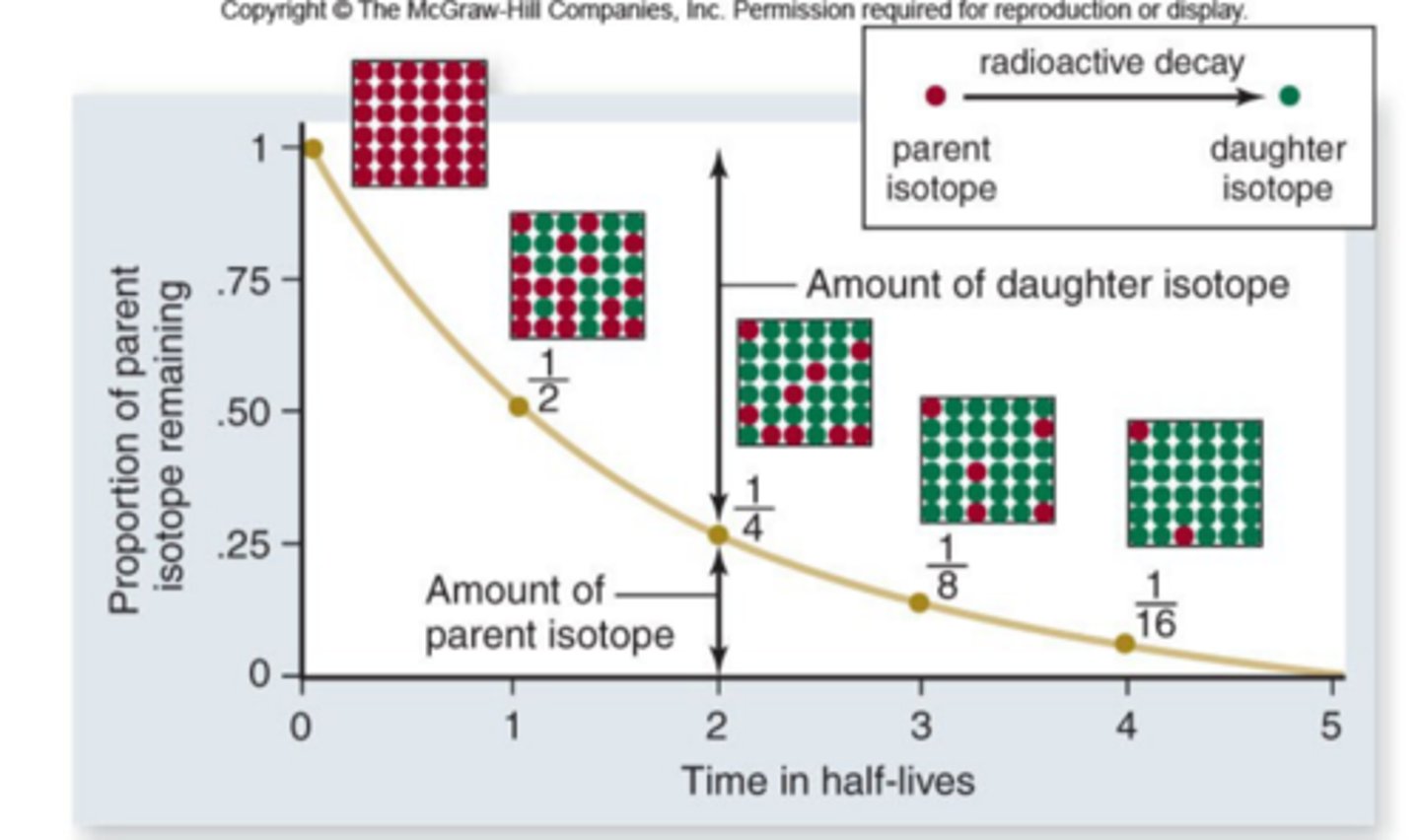 <p>age of fossils is estimated by rates of radioactive decay</p><p>- rate of decay is known as an isotope's half-life</p>