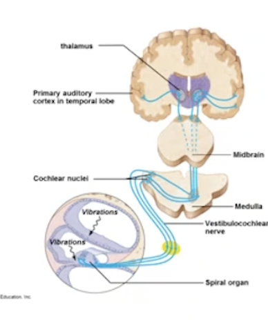 <p>Bending of hair cells in Spiral Organ </p><ul><li><p>opens sodium ion channels, sodium rushes in = generating action potentials in auditory neurons </p></li></ul><p></p><p>Axons of auditory neurons for the cochlear branch of CN VIII</p><ul><li><p>Action potential travels to:</p></li><li><p>Medulla oblongata → auditory reflex centre of midbrain </p></li><li><p>To the auditory cortex (temporal lobe) → stimulus interpreted as sound</p></li></ul><p></p>