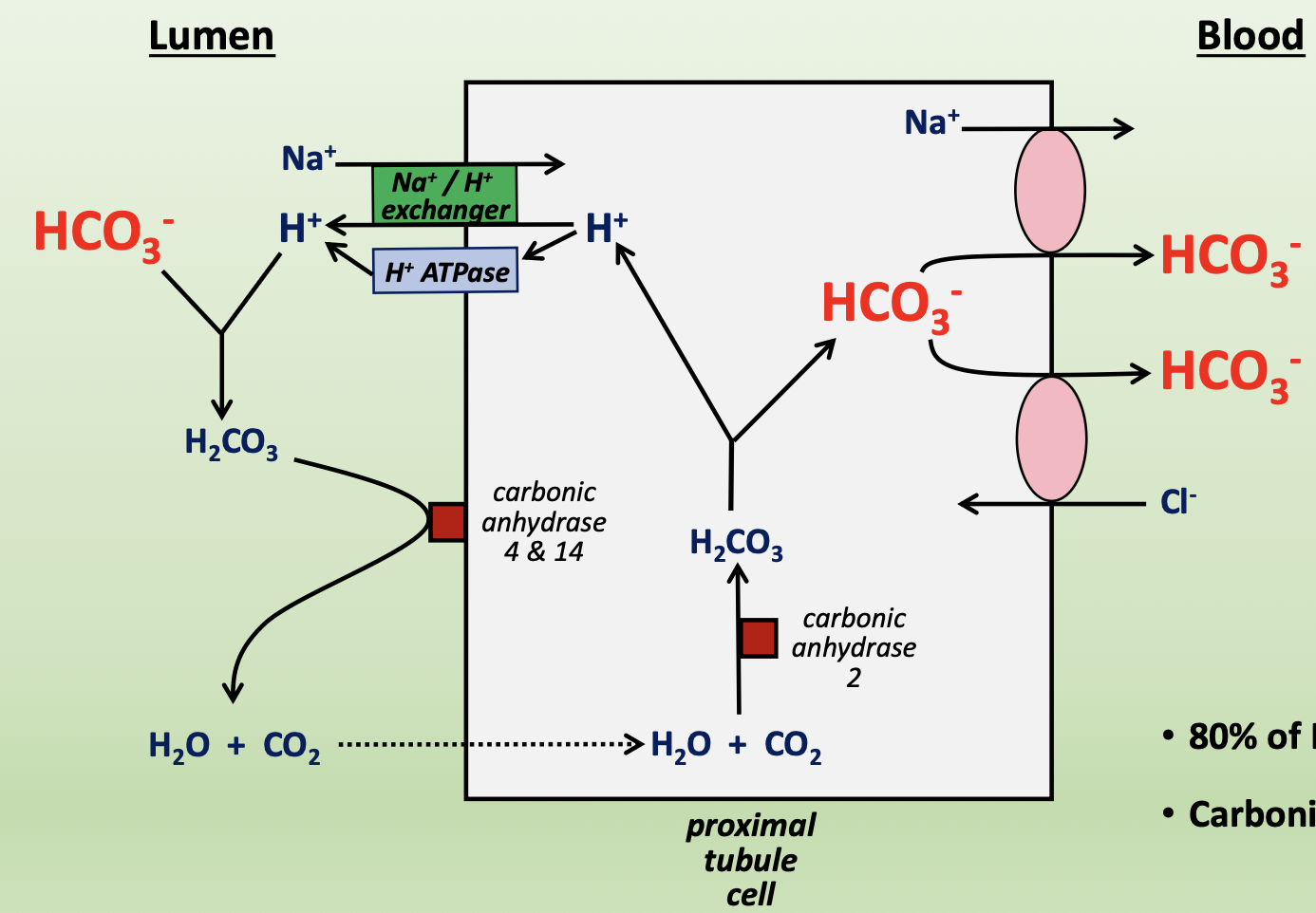 <p>80% of HCO<sub>3</sub><sup>-</sup> is reabsorbed from proximal tubule, with carbonic anhydrase playing a key role in reabsorption</p><ul><li><p>in the lumen (apical)</p><ul><li><p>H<sup>+</sup> is pulled out of cell via Na<sup>+</sup>/H<sup>+</sup> exchanger and H<sup>+</sup>-ATPase</p></li><li><p>H<sup>+</sup> combines with HCO<sub>3</sub><sup>-</sup> to form H<sub>2</sub>CO<sub>3</sub></p></li><li><p>H<sub>2</sub>CO<sub>3</sub> converts to water and CO<sub>2</sub> via carbonic anhydrase 4 and 14</p></li><li><p>water and CO<sub>2</sub> passively diffuse into cell</p></li></ul></li><li><p>in proximal tubule cell</p><ul><li><p>water and CO<sub>2</sub> combine via carbonic anhydrase 2 to form H<sub>2</sub>CO<sub>3</sub></p></li><li><p>H<sub>2</sub>CO<sub>3</sub> breaks down into H<sup>+</sup><sub><sup> </sup></sub>and HCO<sub>3</sub><sup>-</sup></p></li></ul></li><li><p>in the blood (basolateral)</p><ul><li><p>HCO<sub>3</sub><sup>-</sup> is transported into cell via Na<sup>+</sup> co-transporter or Cl<sup>-</sup> counter-transporter</p></li></ul></li></ul><p></p>