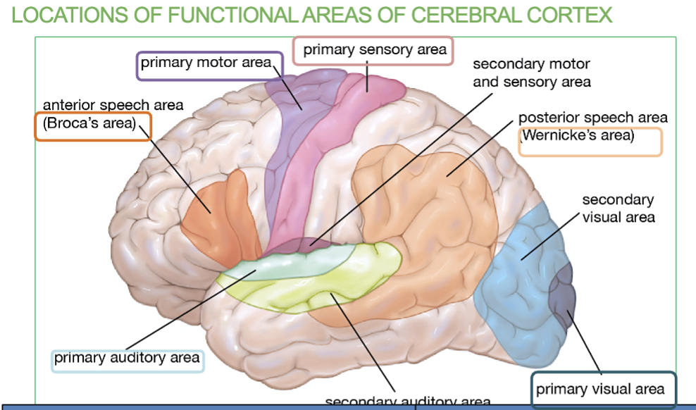 <p>Primary <strong>Visual Area</strong></p><p><strong>Function → Recieves visual information from eye </strong></p>