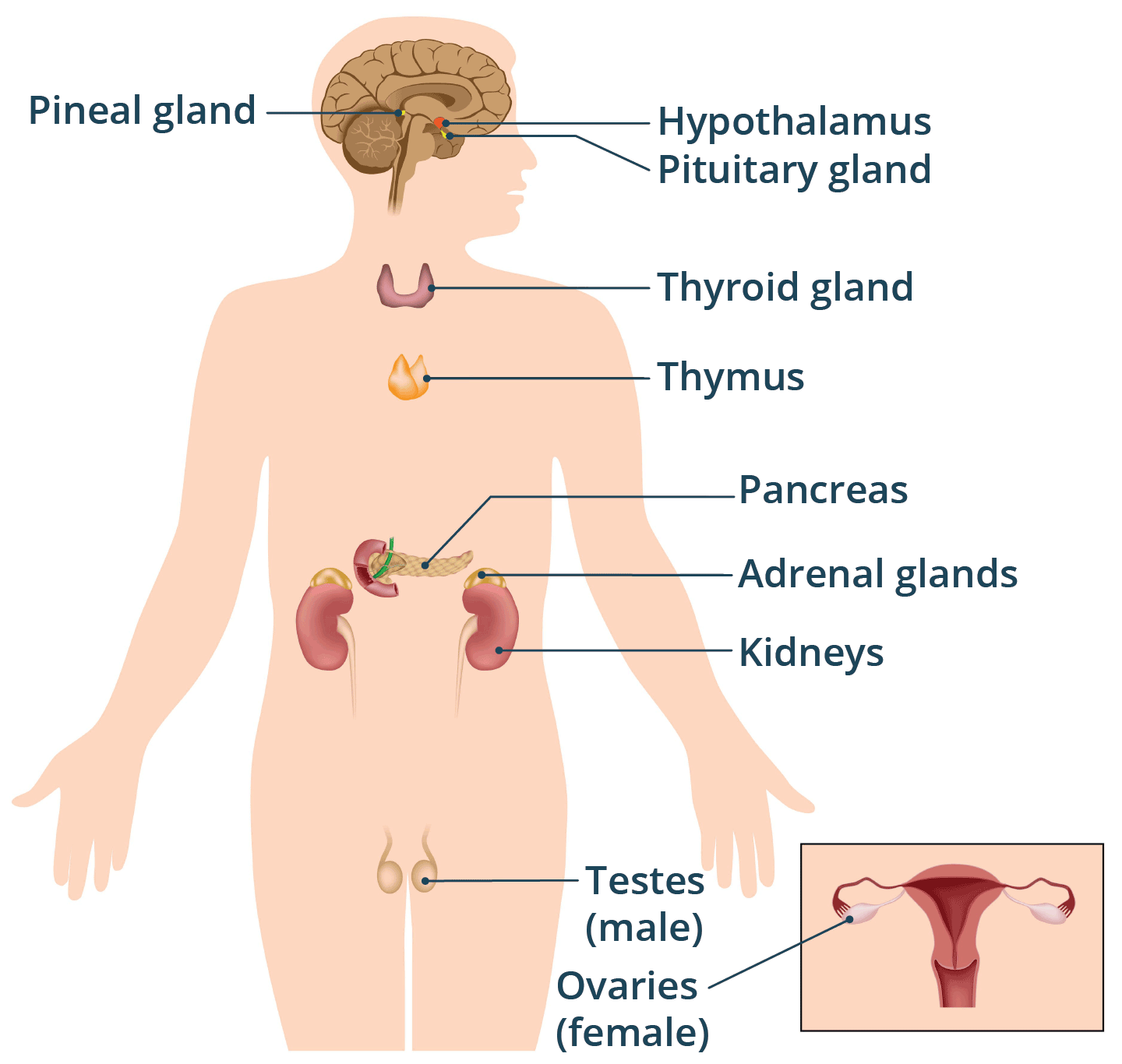 <p>One of the body systems that consists of a group of glands which secrete hormones.</p>