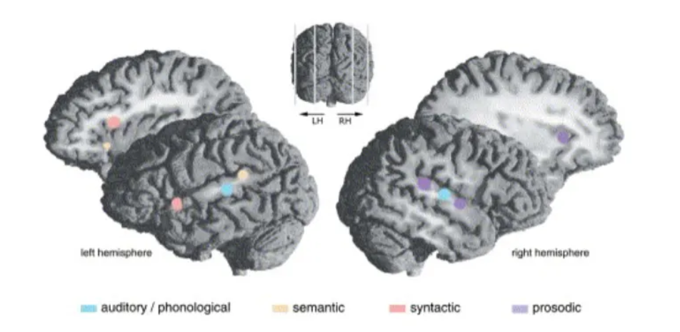<p>Using fMRI, they showed that the detection of emotional prosody is associated with increased activation in the right hemisphere (inferior frontal lobe and right anterior auditory cortex).</p>