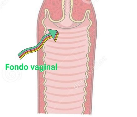 el ____________ rodea la union de la vagina con el cuello uterino