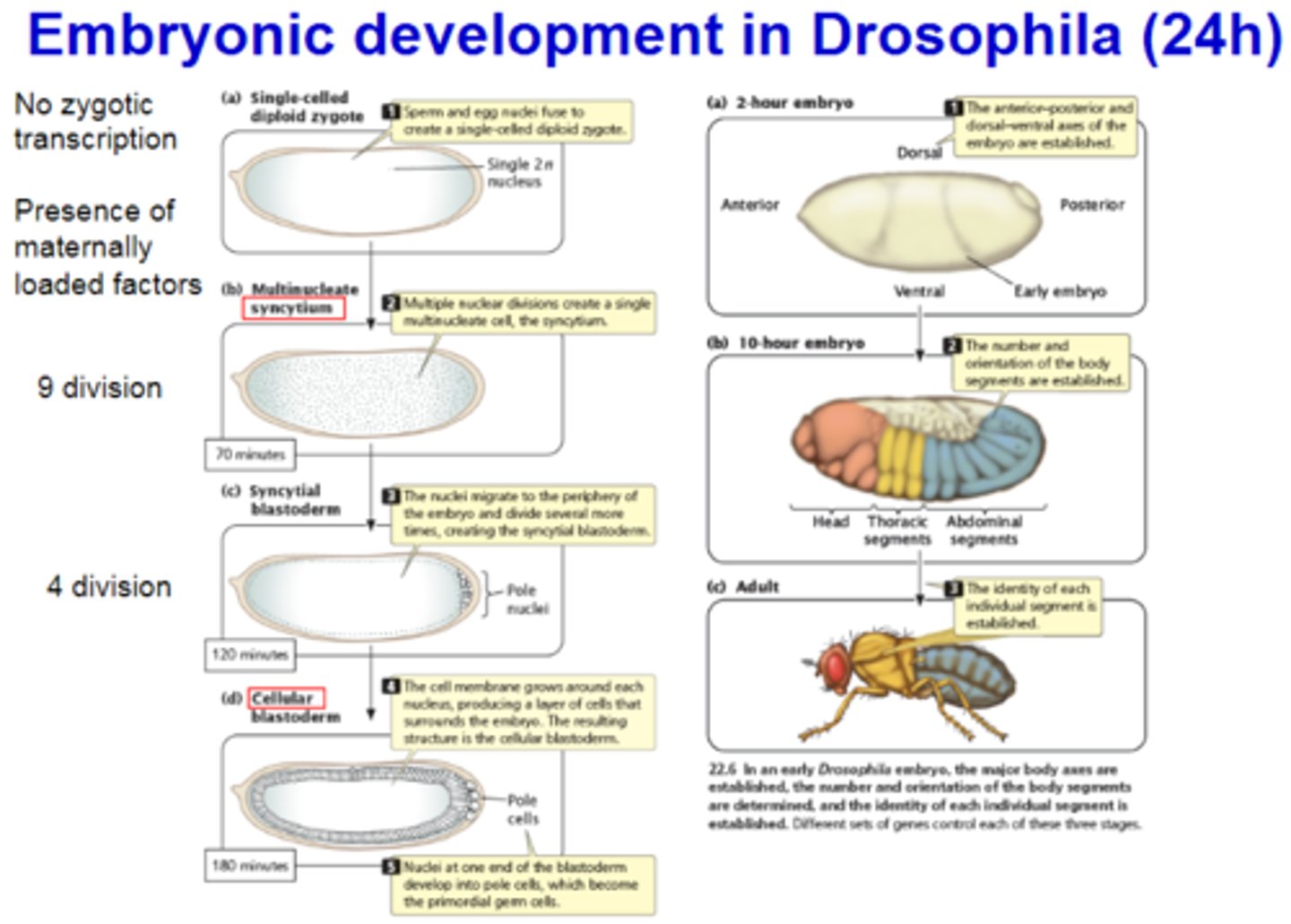 <p>-egg chamber</p><p>-signals from older egg chamber polarize younger ones</p>