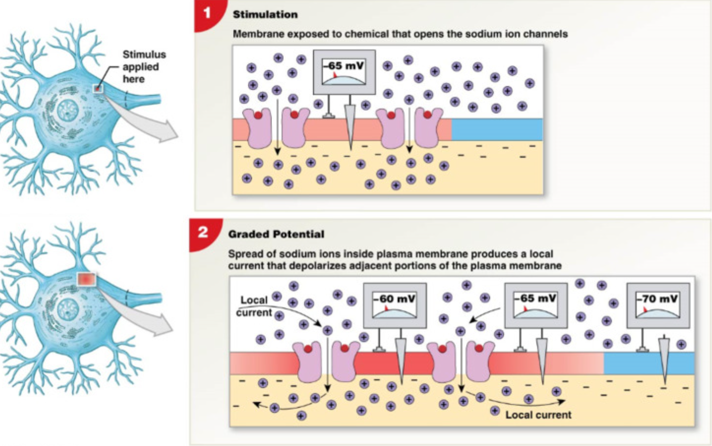 <p>Localized change in membrane potential (dendrites and soma)&nbsp;</p><ul><li><p><strong>Excitatory </strong>post synaptic potentials (EPSPs)&nbsp;</p><ul><li><p><strong>depolarizes </strong>(increase voltage >RMP)</p></li><li><p>open chemically gated Na+ channels → Na+ leak in → cell more +&nbsp;</p></li><li><p>increases likelihood of action potential&nbsp;</p></li></ul></li></ul><p></p><ul><li><p><strong>Inhibitory </strong>post-synaptic potentials (IPSPs)&nbsp;</p><ul><li><p><strong>hyperpolarizes </strong>cell (decrease membrane potential < -70mV)</p></li><li><p>opens chemically gated K+ channels → K+ leave cell → lose + charge → cell more negative&nbsp;</p></li><li><p>decrease likelihood of action potential </p></li></ul></li></ul><p></p><p>EPSPs and IPSPs balance → can cancel </p><p></p>