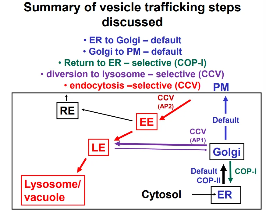 <ul><li><p><strong>curvature </strong>of membranes is <strong>energetically unfavourable</strong>, so to form vesicles, they must be <strong>forced </strong>into deformation by a <strong>protein coat</strong></p></li><li><p>protein coat subunits<strong> self-assemble</strong> on the <strong>cytoplasmic </strong>side of the membrane</p></li><li><p>these are also responsible for collecting and <strong>packaging </strong>the <strong>cargo </strong>into the vesicle</p></li></ul><p></p><ul><li><p>ER → golgi vesicles use <strong>COP-II </strong>coats</p></li><li><p>golgi → ER (retrieval) vesicles use <strong>COP-I </strong>coats</p></li><li><p>PM → early endosome vesicles use <strong>clathrin </strong>and <strong>adaptin 2 </strong>to form <strong>clathrin coated </strong>vesicles (AP2)</p></li><li><p>golgi → late endosome vesicles use <strong>clathrin </strong>and <strong>adaptin 1</strong> to form <strong>clathrin coated</strong> vesicles (AP1)</p></li></ul><p></p>