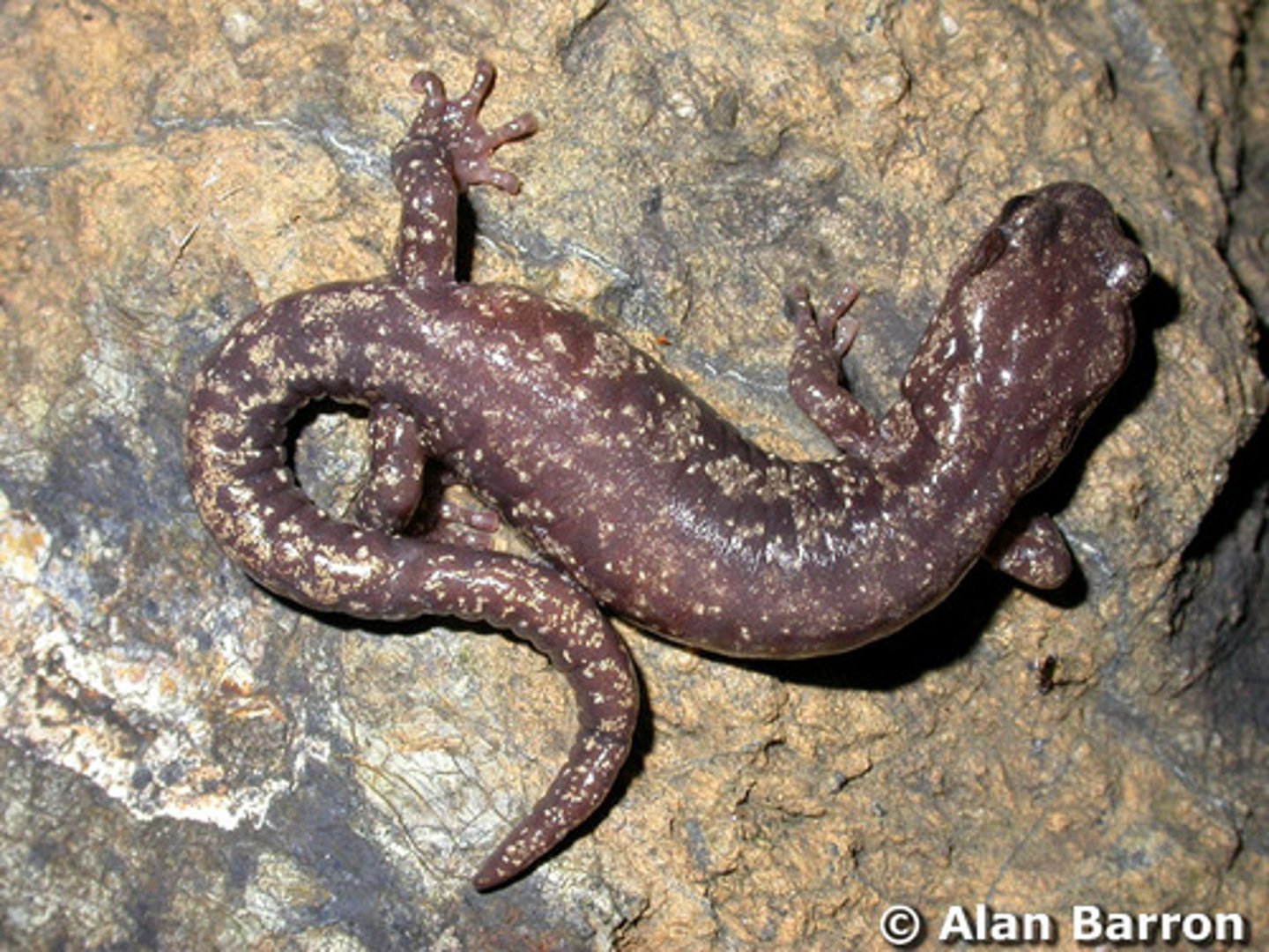 <p>Clouded Salamander</p>