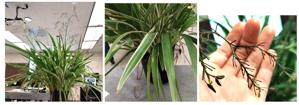 <p>Variegated Tasmanian Flax Lily</p>