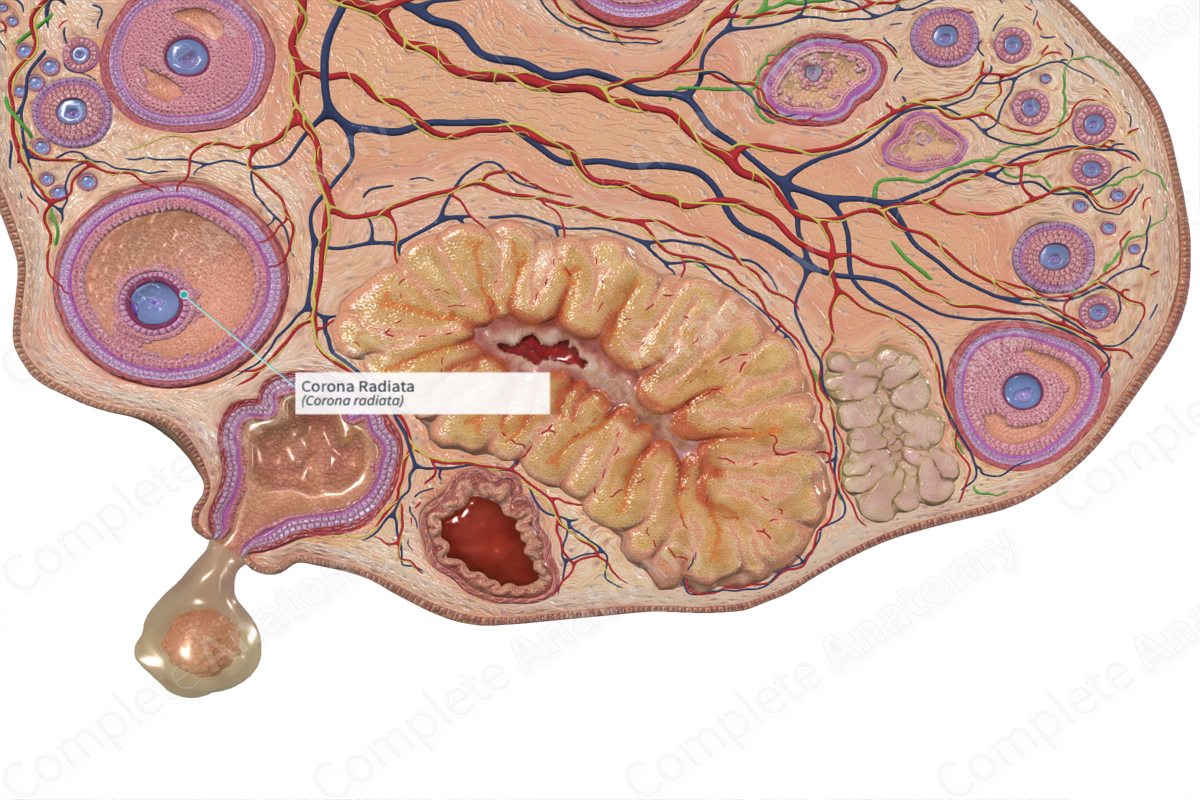 <p>Female (cor-a.rad-a)</p>