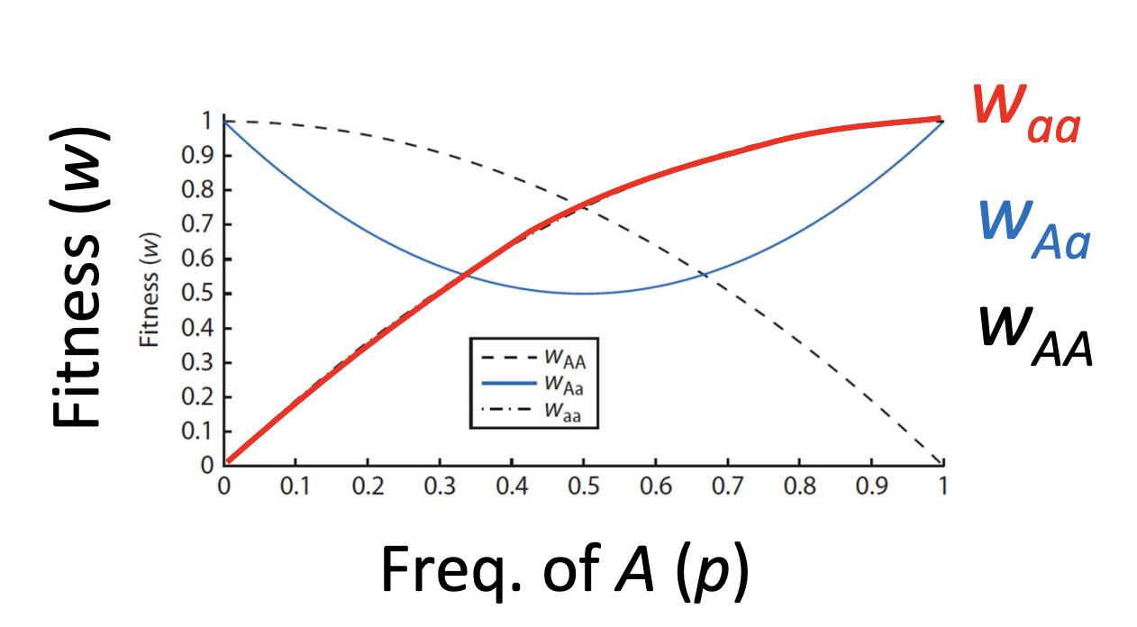 <p>Never, they will always be below either type of homozygote</p>