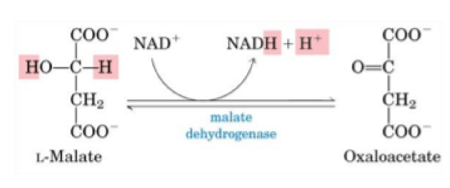 <p>Daļa no NADH + H+ un NADPH + H+ - reducējošajiem kofaktoriem, kurus izmanto dehidrogenāzes. </p><p>(veidojas karbonilgrupa, ja oxidētājs ir NAD)</p><p>Enzīmu piemēri - malāta dehidrogenāze, gliceraldehīda-3- fosfāta dehidrogenāze, 3-hidroksiacil-CoA dehidrogenāze</p>